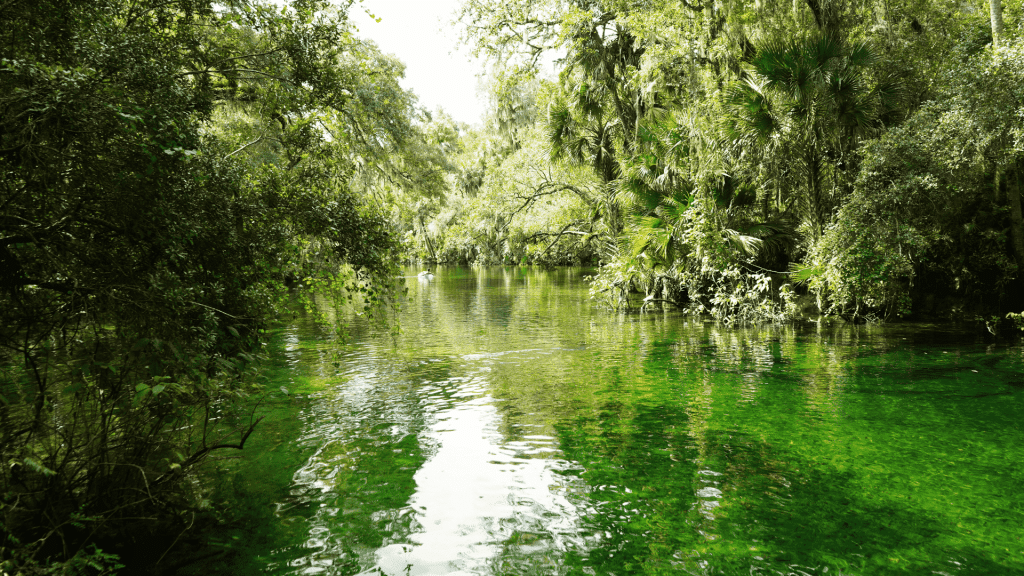 Blue Spring State Park - Orlando