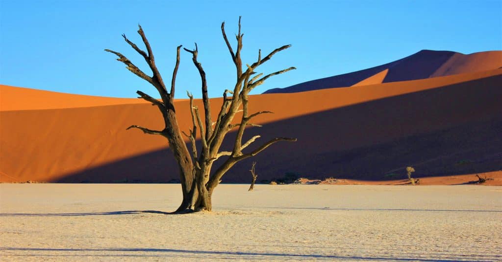 Bare tree in a desert in Namibia