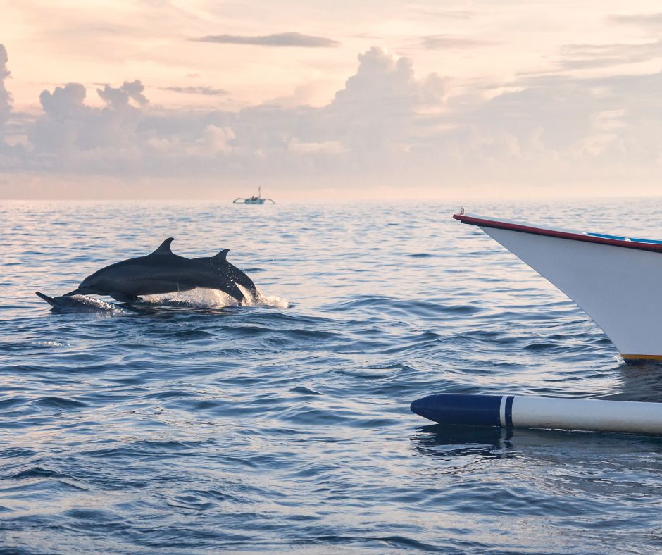 Lovina Beach: Swim with the Dolphins