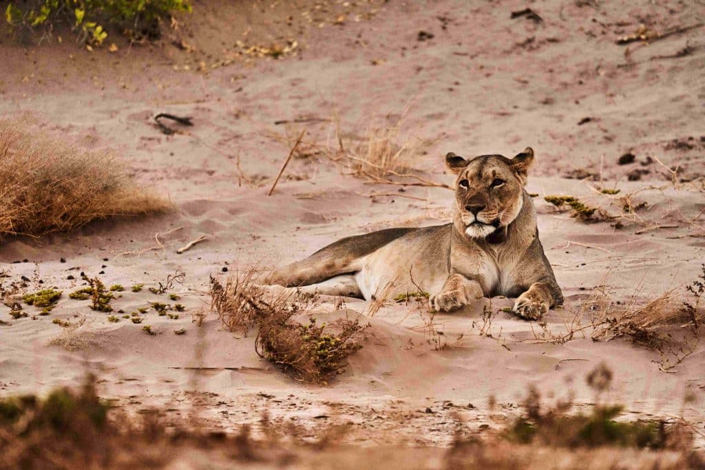 NAM_Hoanib Valley Camp_AA_lion1