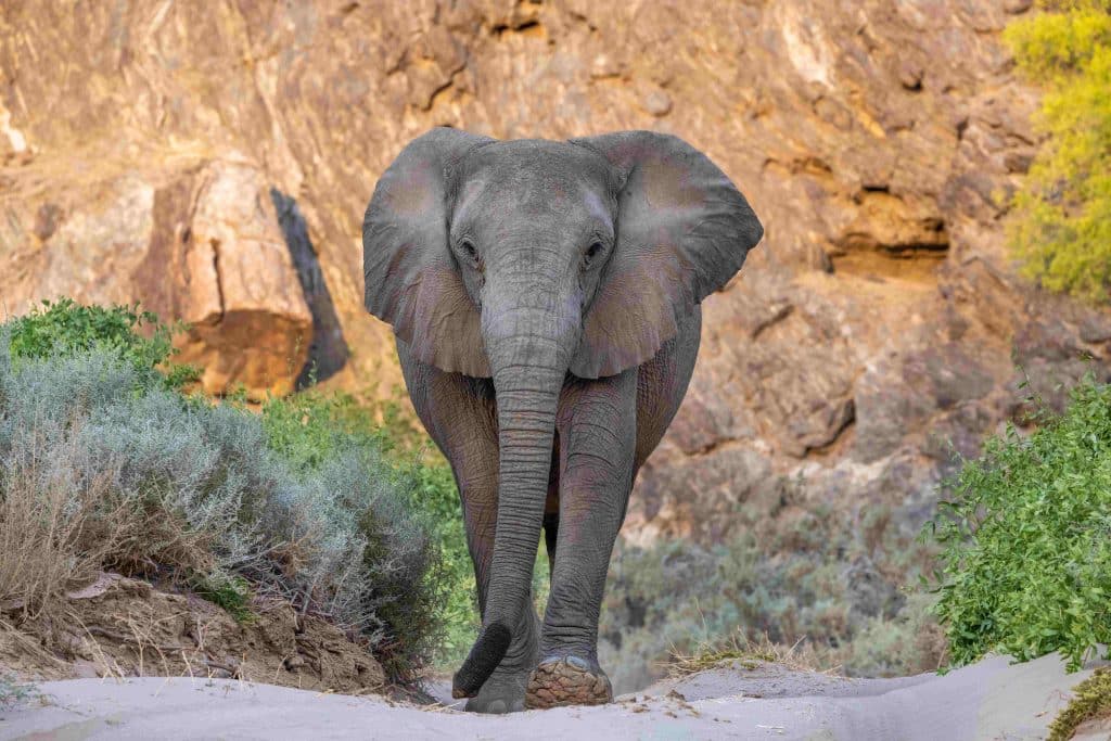 NAM_Hoanib Valley Camp_HS_elephant1