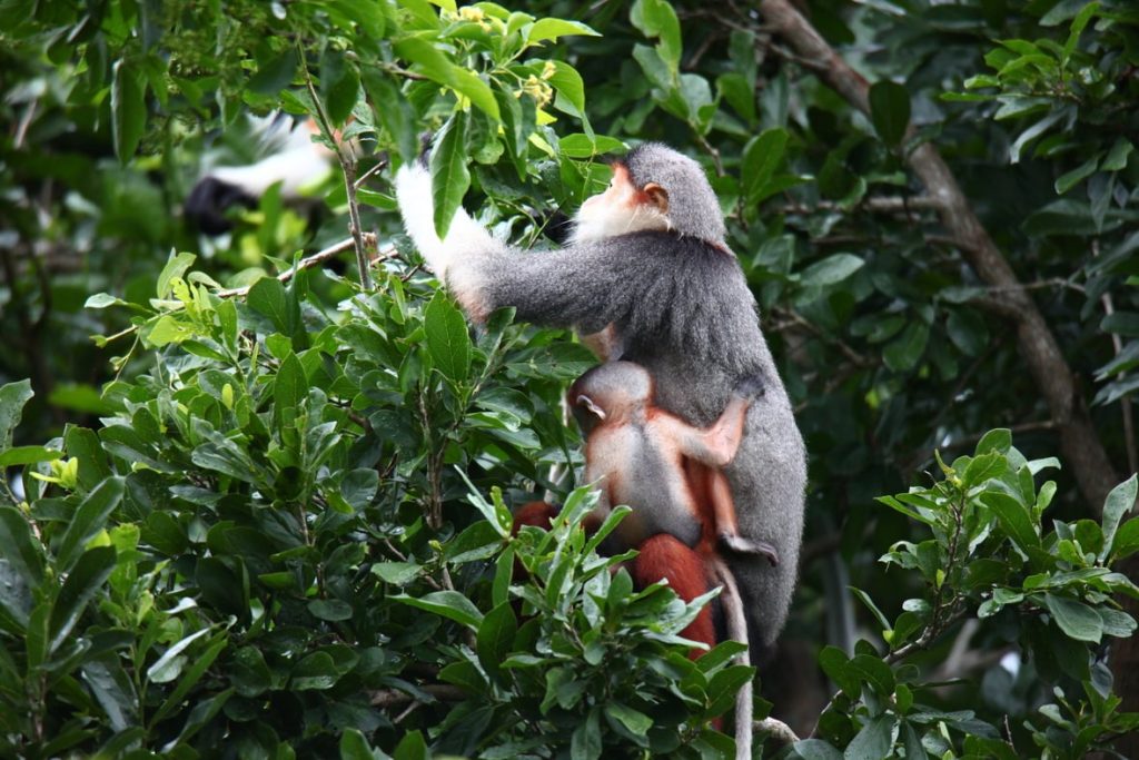 red-shanked douc langur with baby