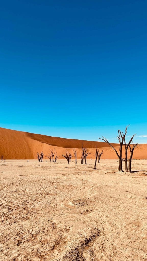 Sossusvlei - row of dead trees on a desert with views of the sand dunes in the background