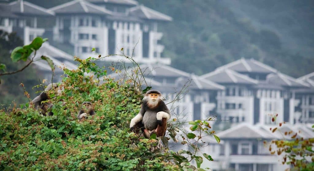 red-shanked douc langurs