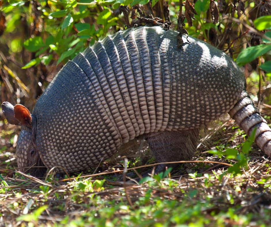 Armadilla Honeymoon Island State Park