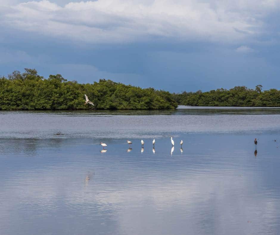 Ding'' Darling National Wildlife Refuge, Sanibel Island, Florida, USA