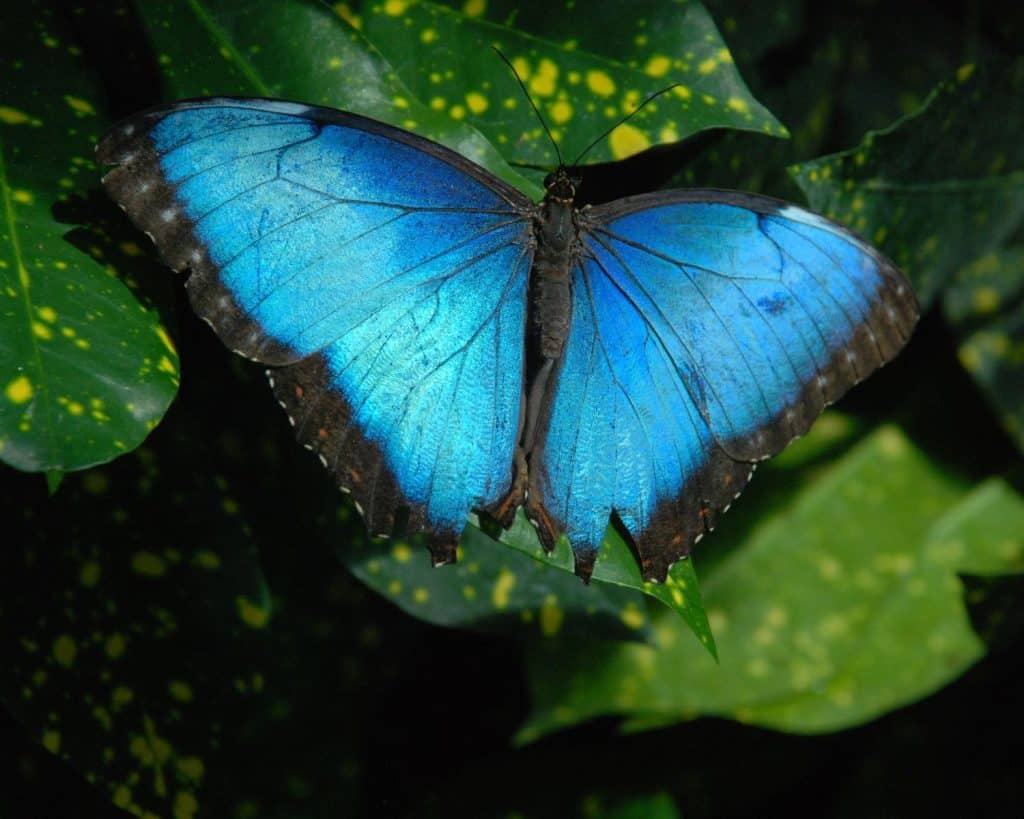 Blue butterfly at Key West Butterfly Nature Conservatory