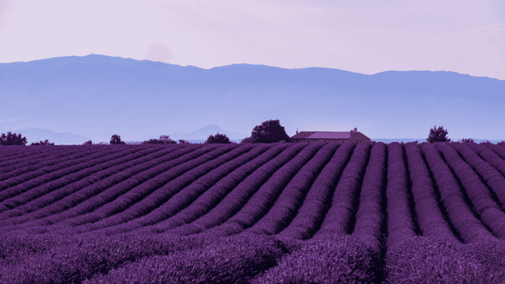 South of France - Lavender Fields